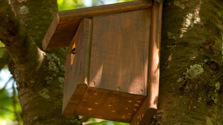 drainage holes birdhouse