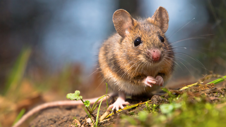 Mouse sitting in grass