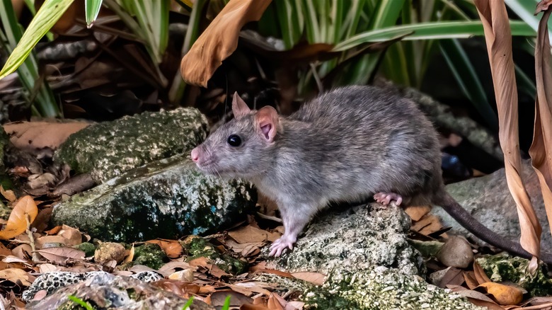 Rat hiding under plant