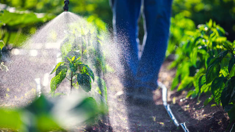 gardener spraying chemicals on plants