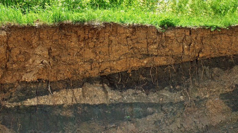 soil layers below grass