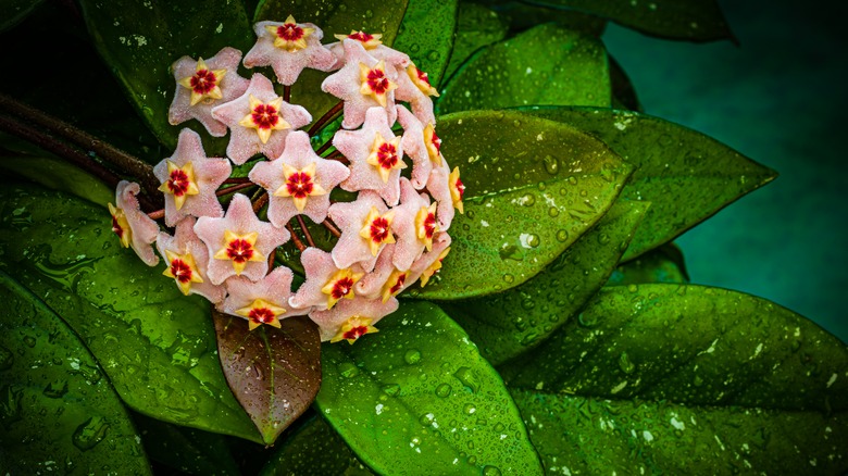 Hoya flower cluster