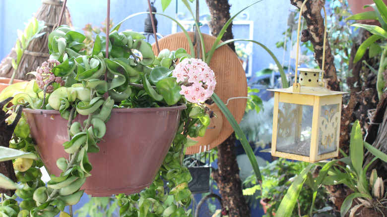 Hoya in hanging basket