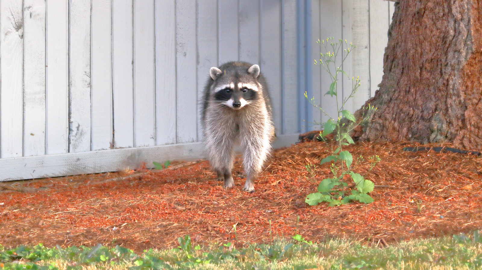 An Expert Explains Humane Methods For Keeping Raccoons Out Of Your