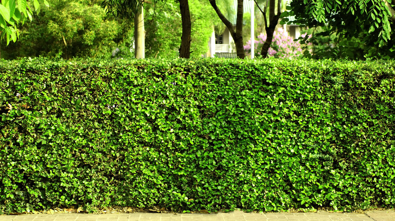  A green hedge 