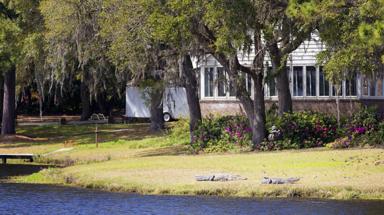 alligators in yard