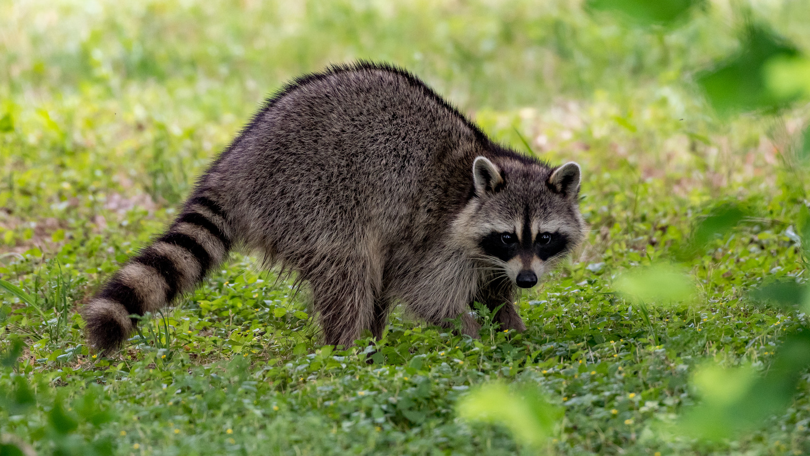 Humane Ways To Keep Critters Out Of Your Yard