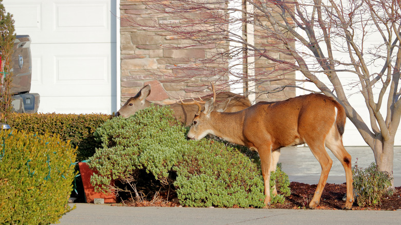 Two deers grazing in a residential area 