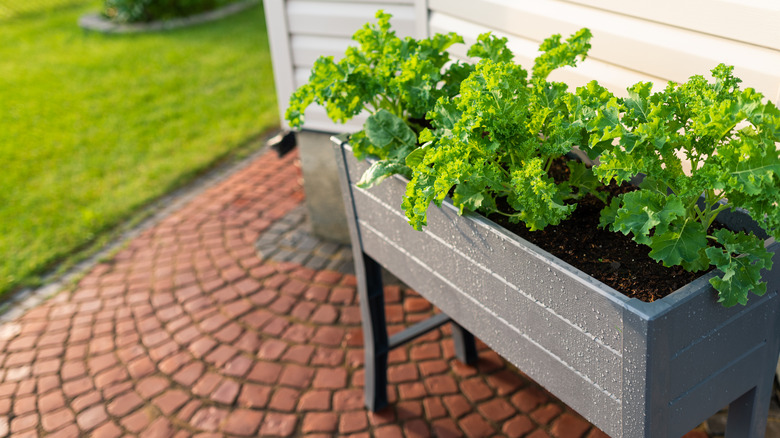 Raised garden bed 