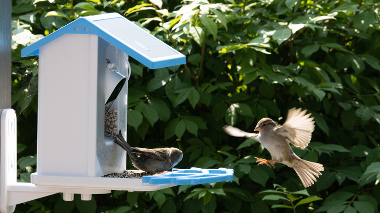 Birds flying around a blue and white camera bird feeder