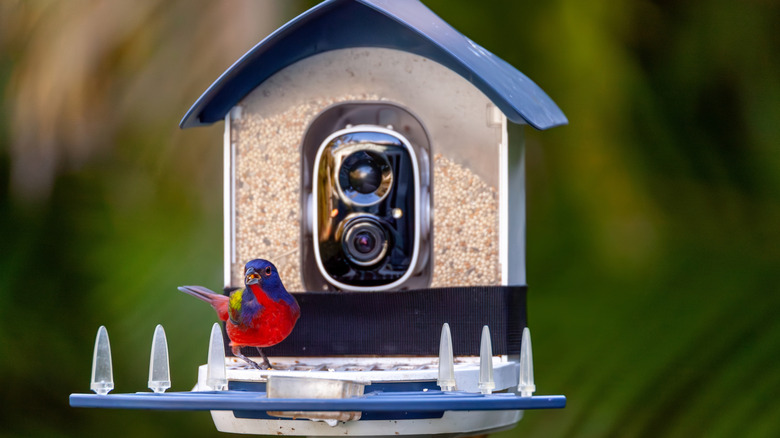 Bright bird perched on a camera bird feeder