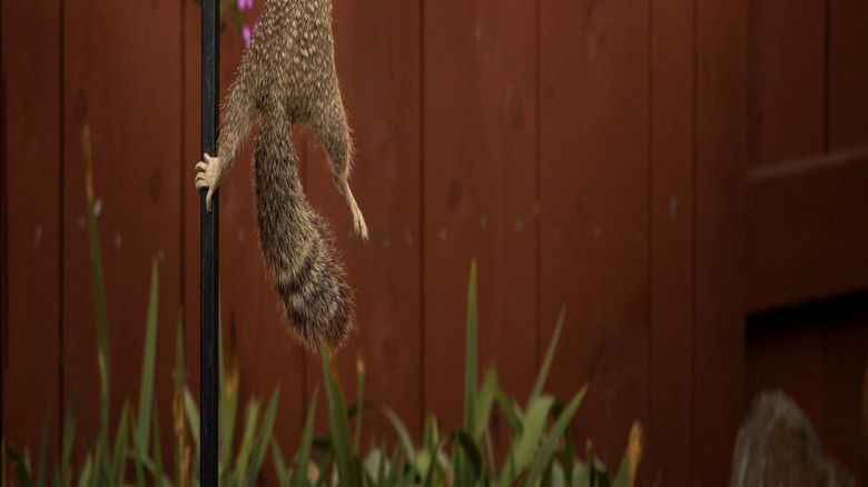 Outstretched squirrel climbing onto a bird feeder pole