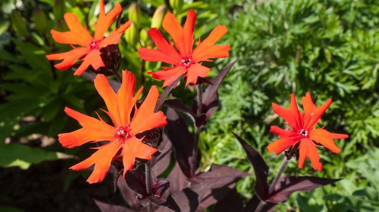 orange-red arkwright's campion flowers