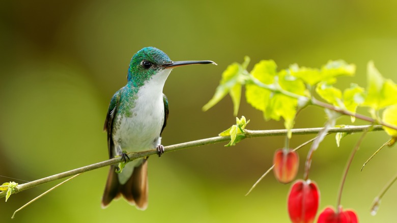 hummingbird on a branch