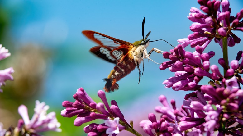 Common clearwing hummingbird moth