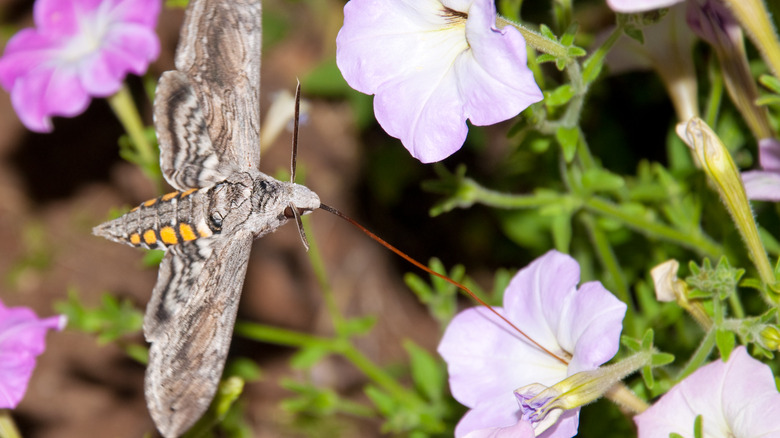 five-spotted hawkmoth sipping nectar