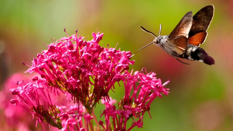 hummingbird moth drinking nectar