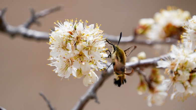 Rocky Mountain clearwing drinking nectar