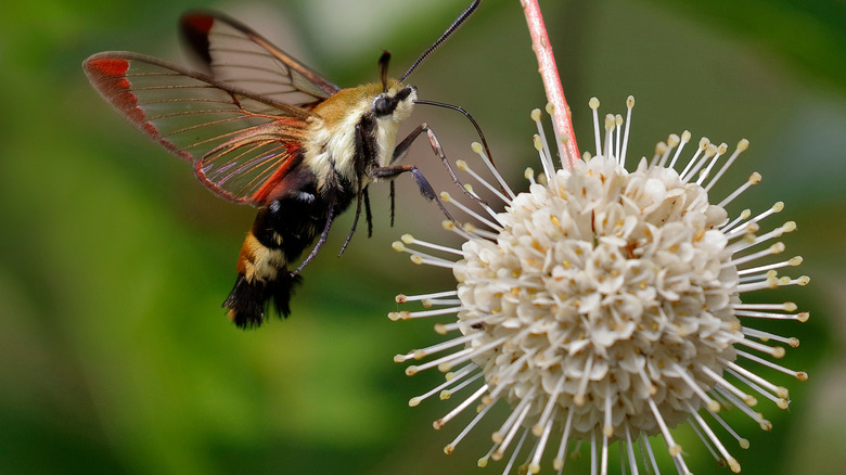 snowberry clearwing drinking nectar