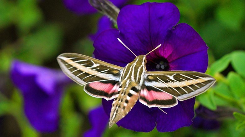 White-lined sphinx moth drinking nectar