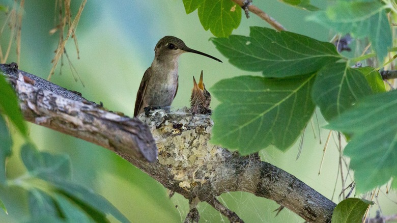 mom and baby hummingbird nest