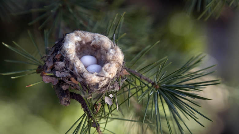 hummingbird nest with eggs