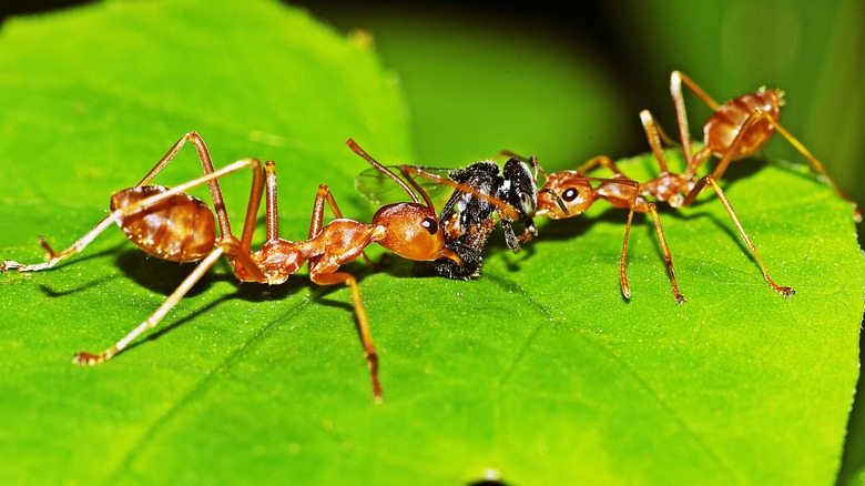 Red ants on a green leaf