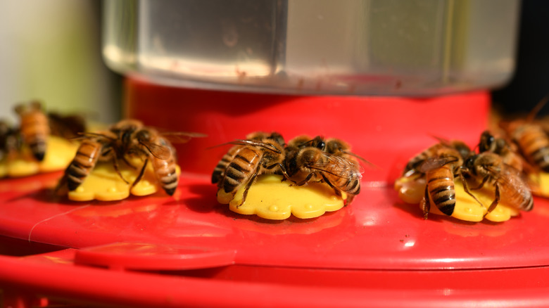 bees on a bird feeder