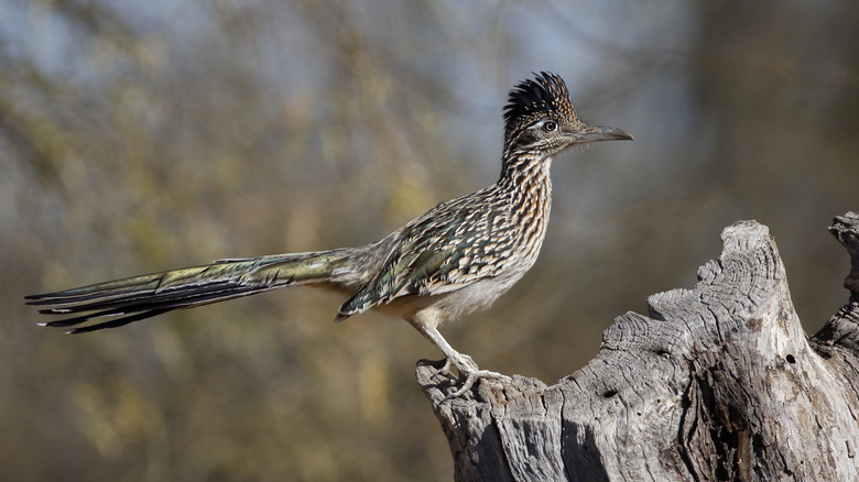 Great Roadrunner perched on log