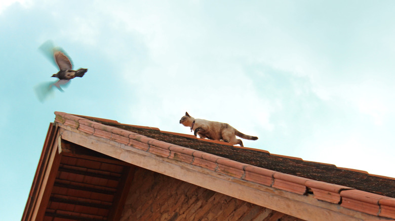 Cat stalking bird on roof