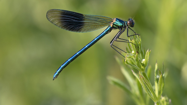 Blue dragonfly clinging on plant