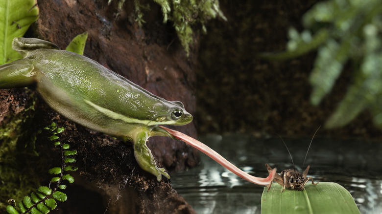 Frog preying on insect