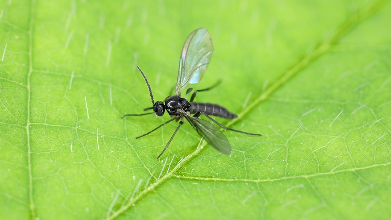 Close-up of dark-winged fungus gnats