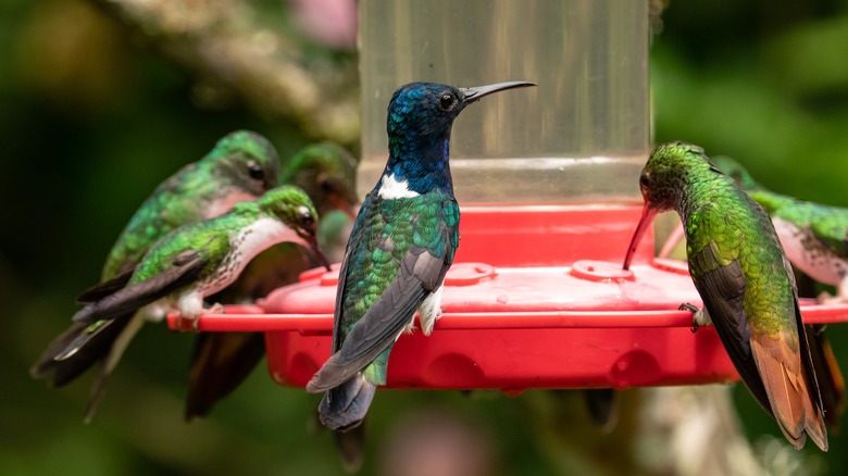 Hummingbirds gathered on bird feeder