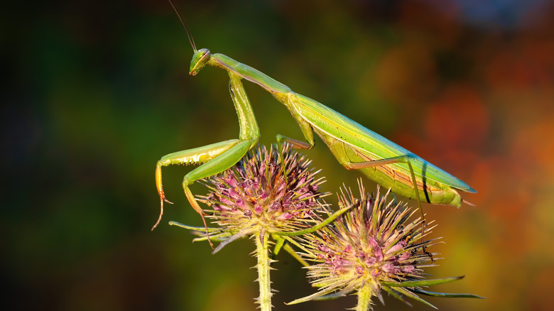 Praying mantis clinging on thistle