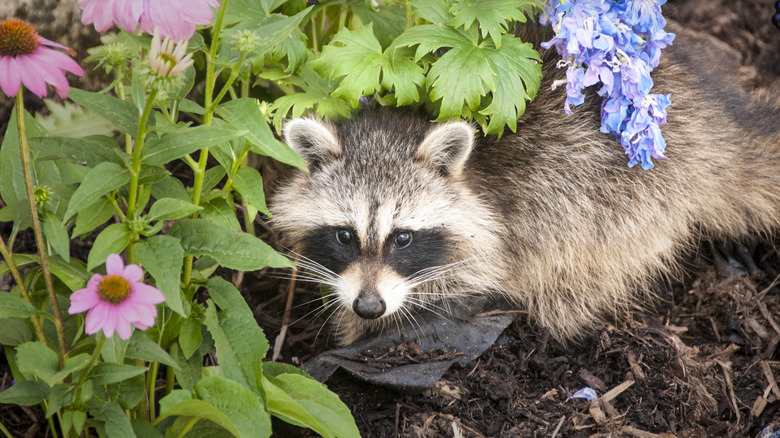 Raccoon hiding among garden flowers