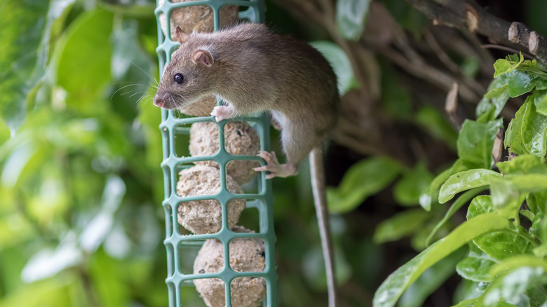 Rat stealing food from feeder