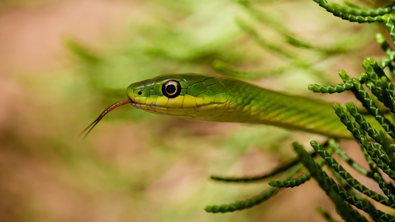 Green snake lurking in tree