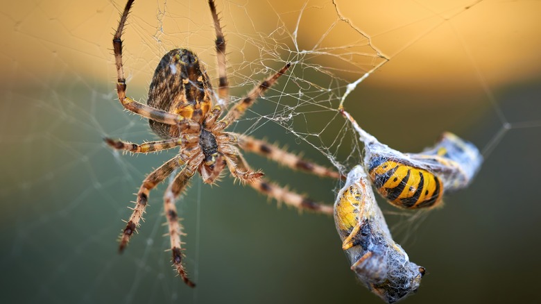 Spider preying on bees