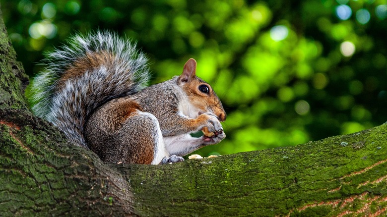 Squirrel sitting in shady tree