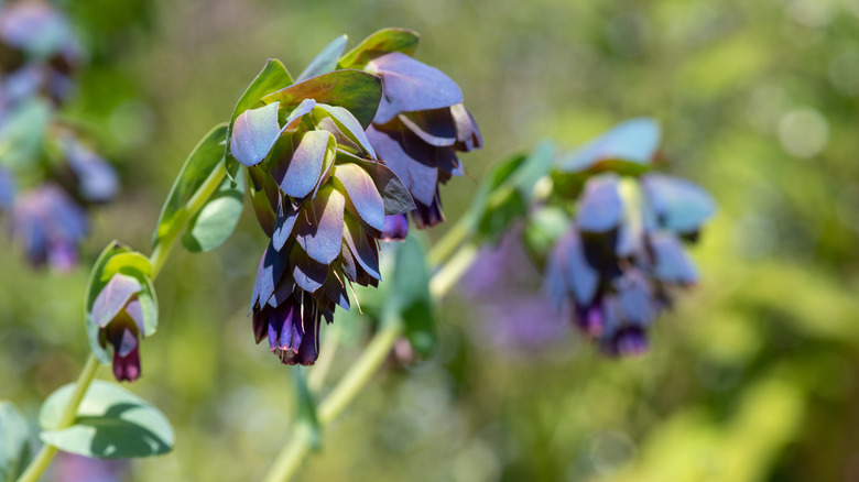 honeywort in bloom