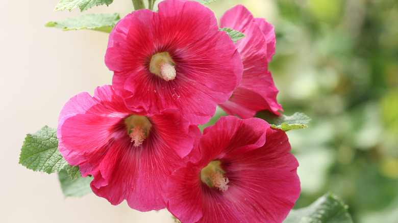 Red hollyhock flowers