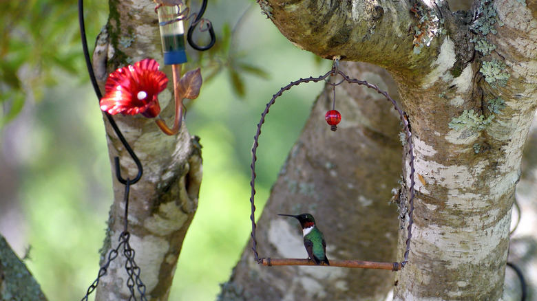 Hummingbird swing in tree