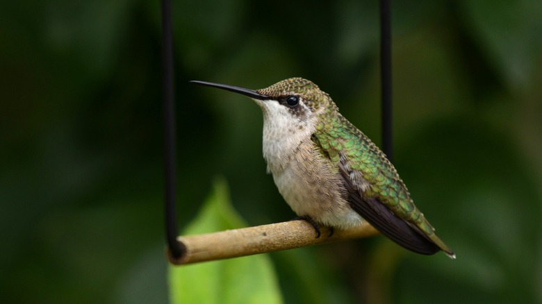 Hummingbird on a swing