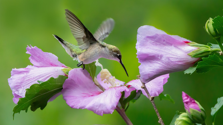 Hummingbird feeding from purple flowers