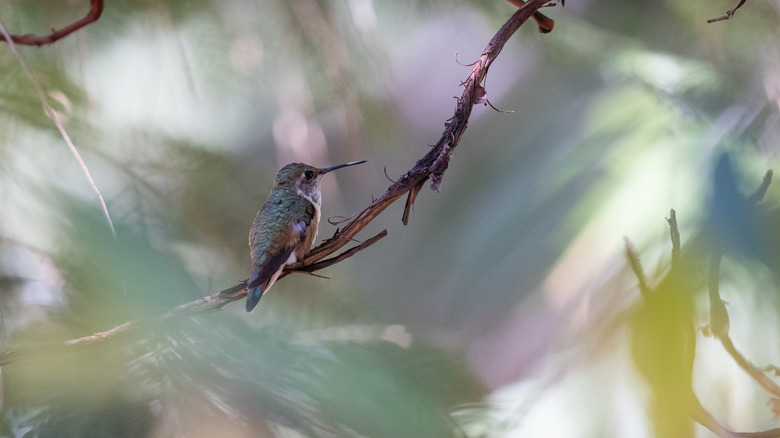 Hummingbird perched on tree branch