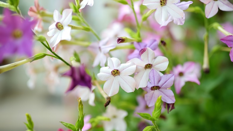 Flowering tobacco plant