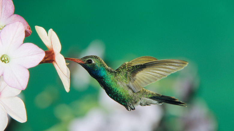 Hummingbird feeding flowering tobacco