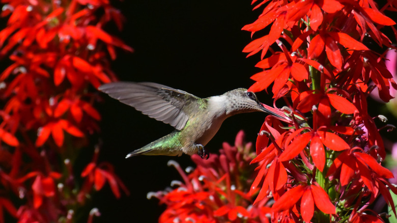 hummingbird feeding from cardinal flower