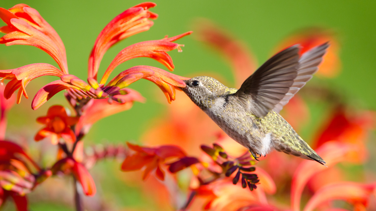 Hummingbirds Love Crocosmia Flowers, But Your Small Garden Won't. Here ...